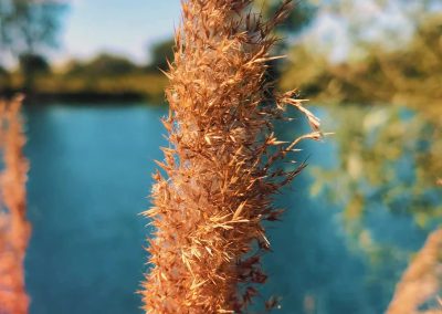 Reeds beside the clear water of Scarlett’s Lake
