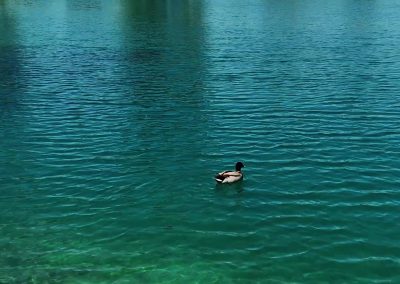 Clear water and wildlife at Scarlett’s Lake