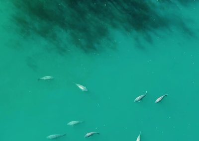 Fish swimming in the clear water of Scarlett’s Lake
