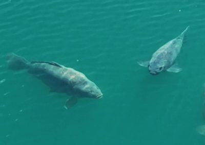 Carp swimming beneath the surface of Scarlett’s Lake