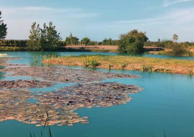 Lily pads across the Specimen Pond at Farm Lakes Retreat