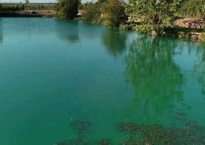 Clear margins and young trees around the Specimen Pond