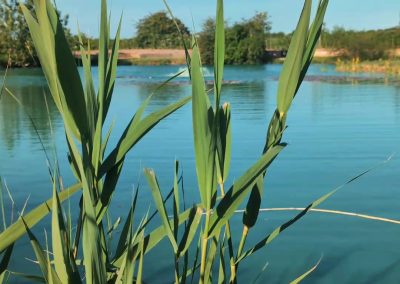 Reeds and planted margins beside the Specimen Pond